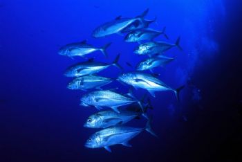 Jackfishes (caranx), Red Sea, Nikonos V by Nicolai Sosnowski 